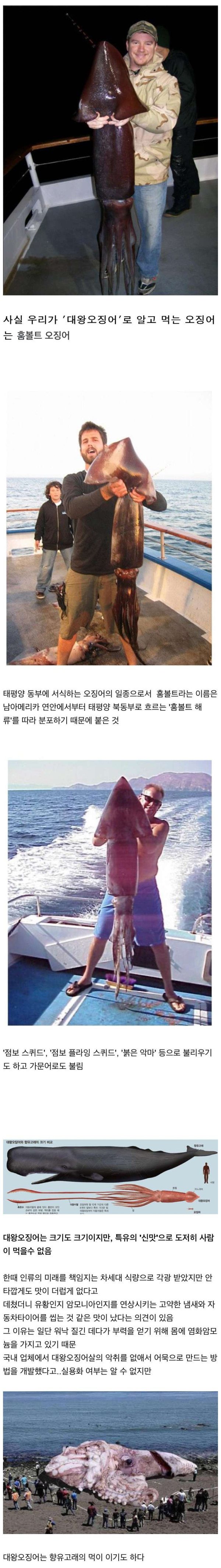 우리가 대왕오징어라고 알고 먹는 오징어